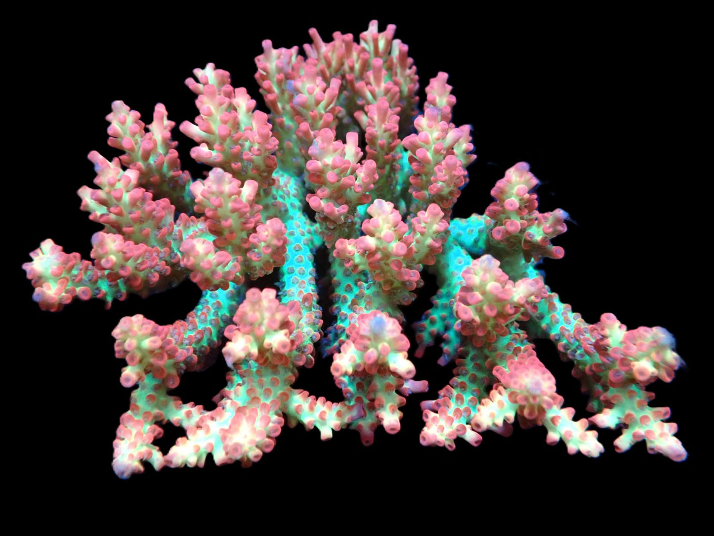 Acropora microclados (Strawberry Shortcake) (XL)