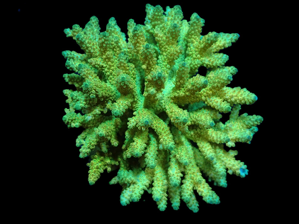 Acropora microclados (Gelb Neon) (XL)