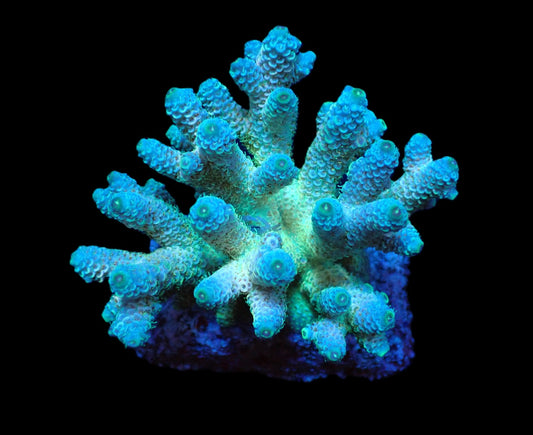 Acropora millepora (Blau)
