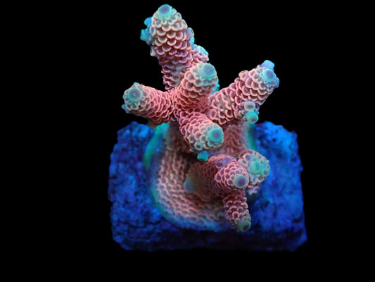 Acropora millepora (Hot Pink) (S)