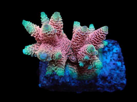 Acropora millepora (Hot Pink) (S)