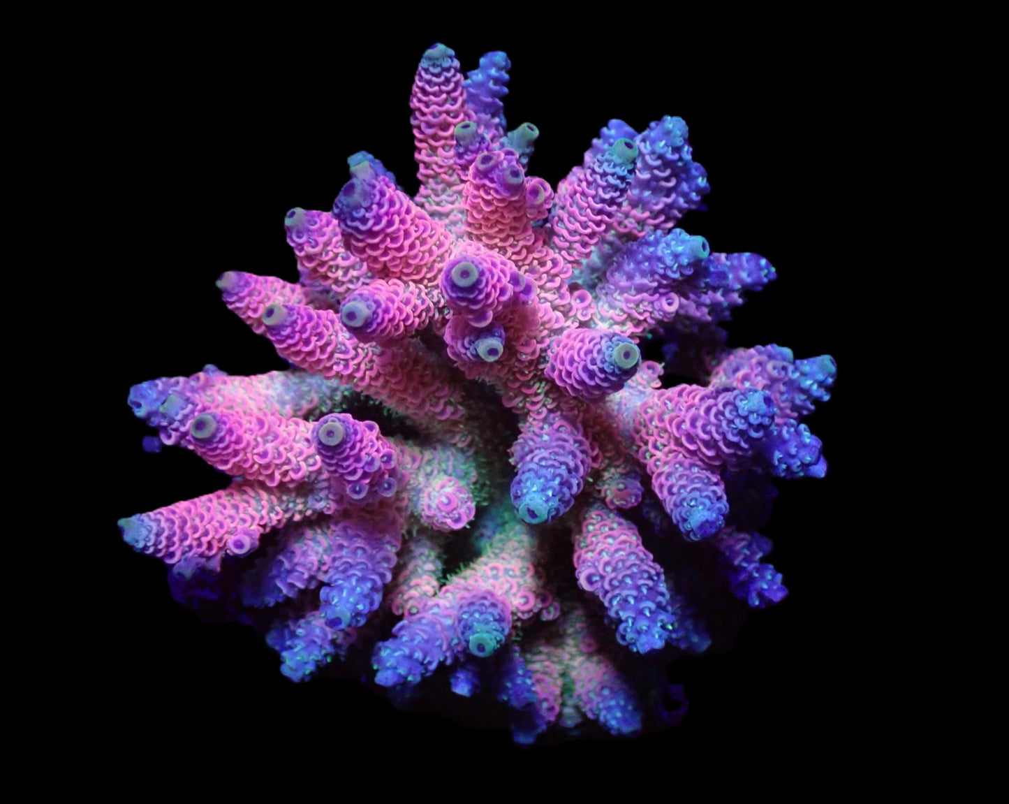 Acropora millepora (Pink-Grüne Polypen)