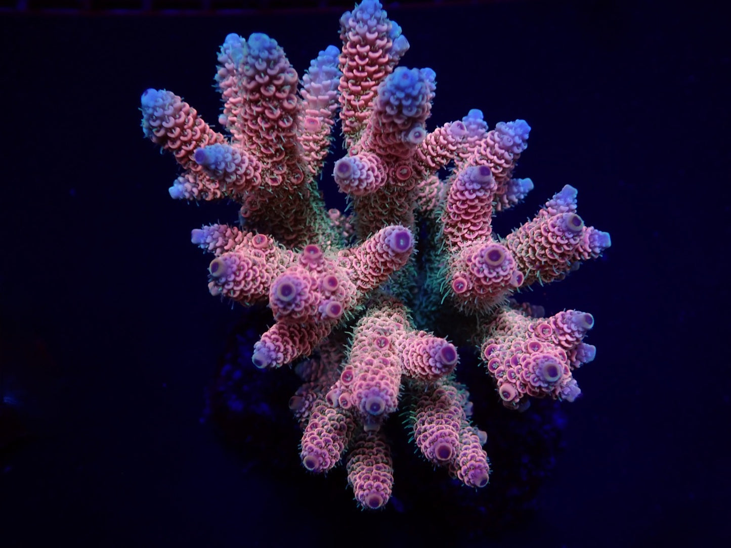 Acropora millepora (Pink) (mit Grünen Polypen)