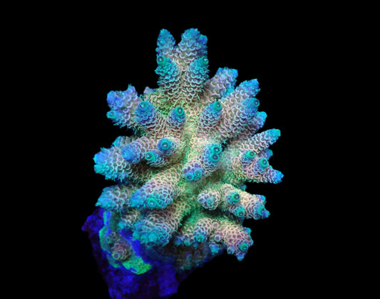Acropora millepora (Rainbow)