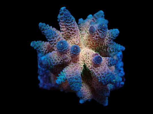 Acropora millepora (Rainbow) (M)