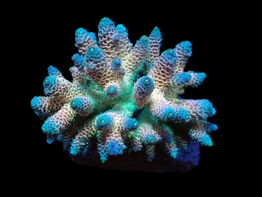 Acropora millepora (Rainbow)