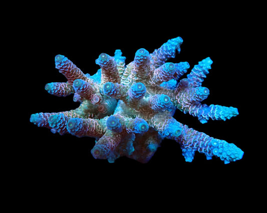 Acropora millepora (Rainbow)