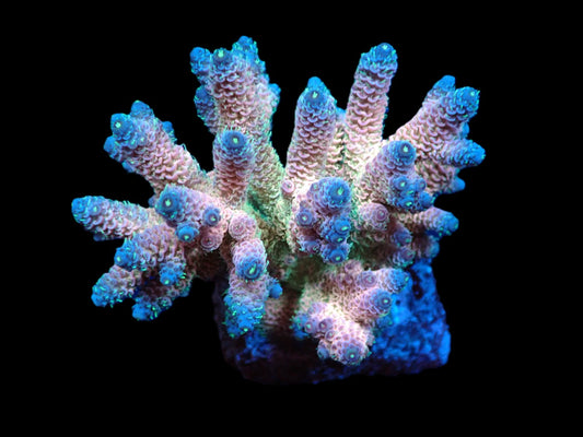 Acropora millepora (Rainbow)