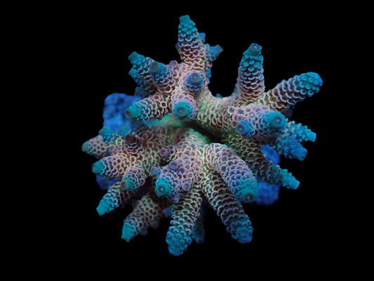 Acropora millepora (Rainbow) (M)
