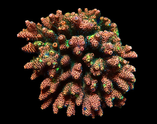 Acropora millepora Ultra (XL)