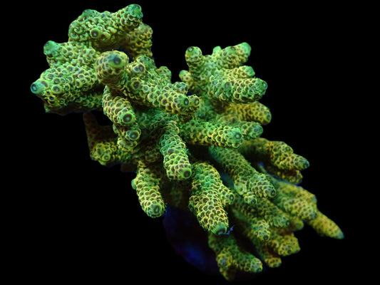 Acropora millepora (Sunset)