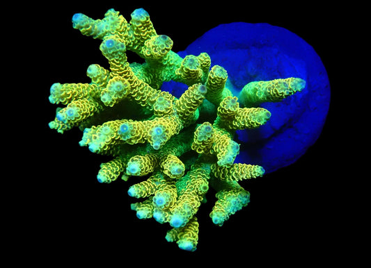 Acropora millepora (Sunset)