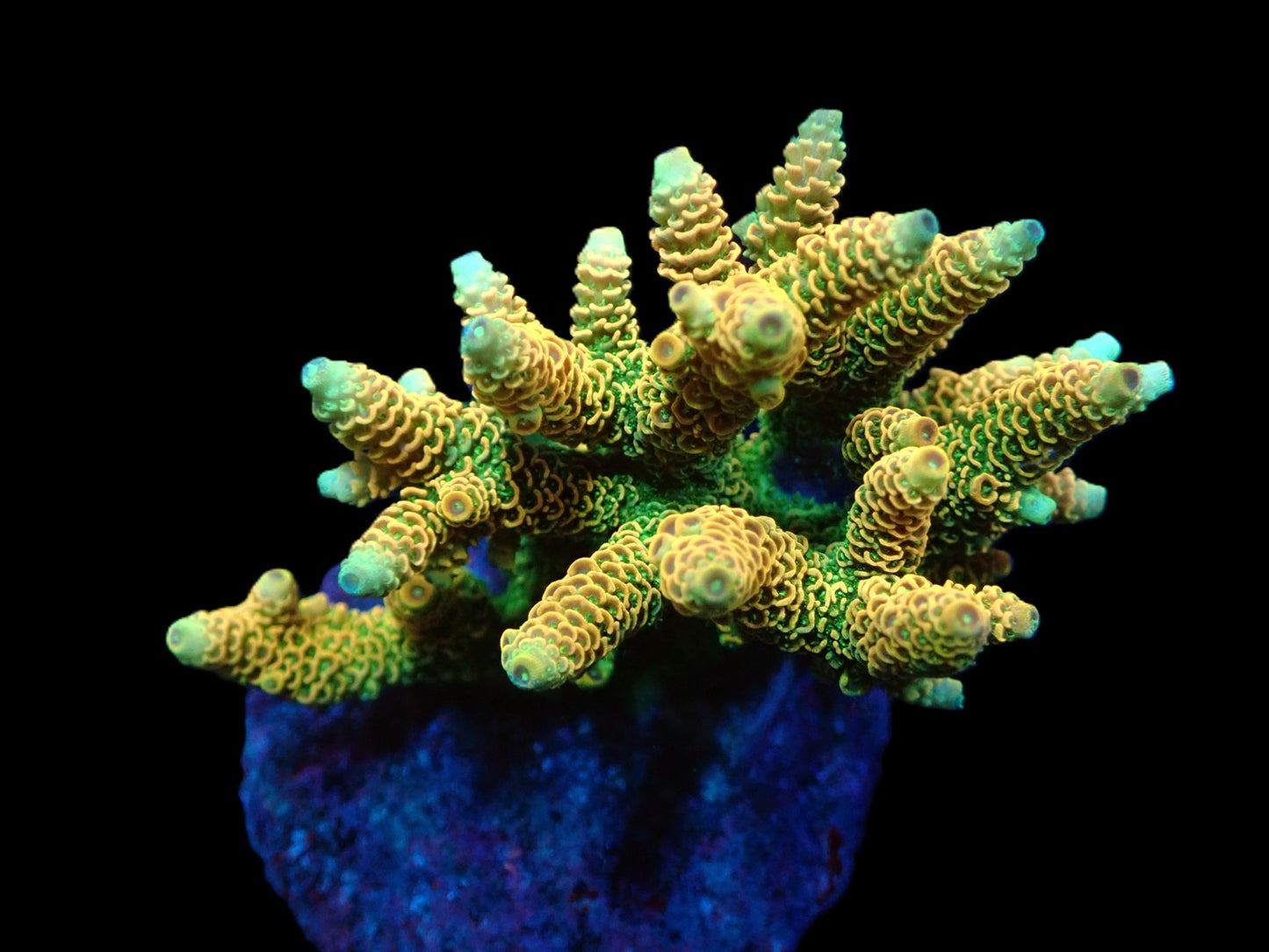 Acropora millepora (Sunset Yellow) (M)