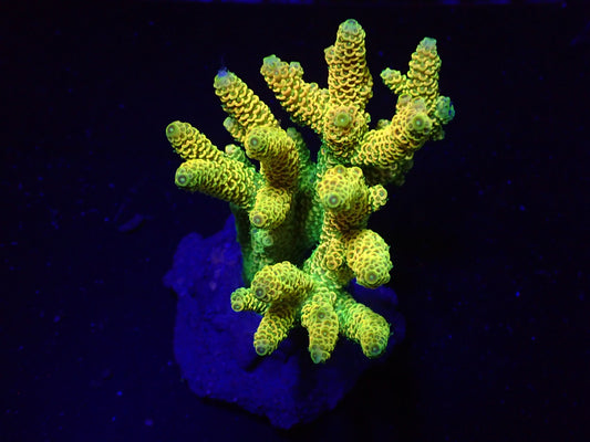 Acropora millepora (Sunset Yellow)