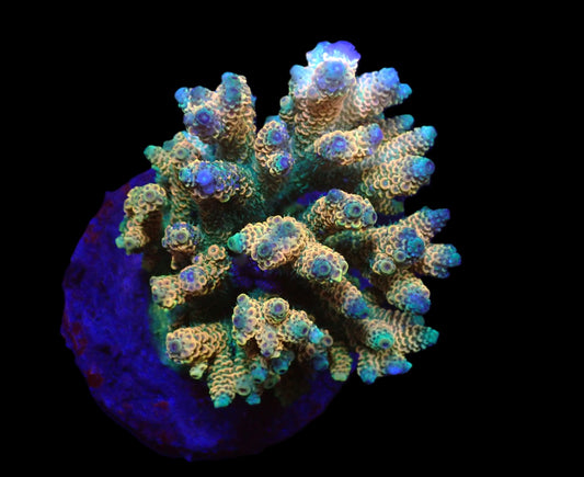 Acropora millepora Ultra