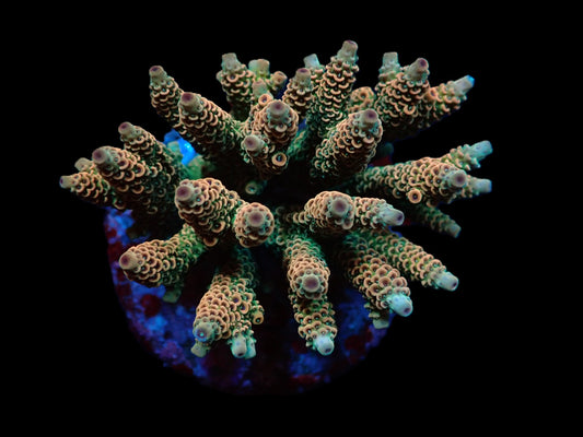 Acropora millepora (Ultra)