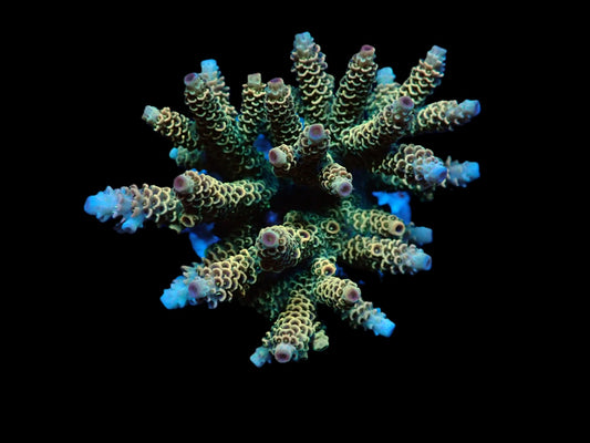 Acropora millepora (Ultra)
