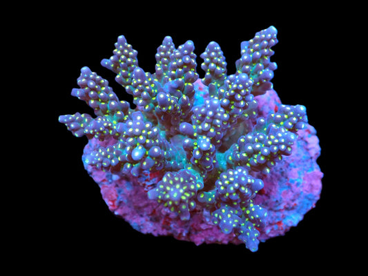Acropora nana (Tricolor) (M)
