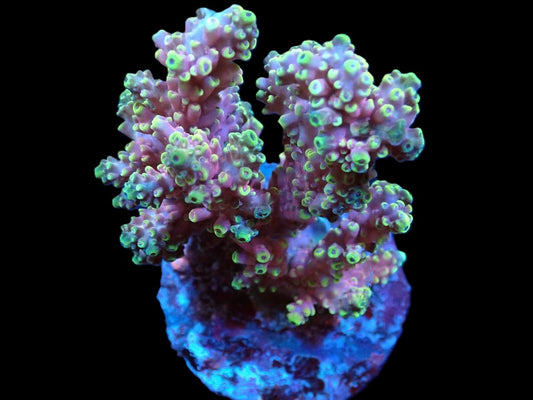 Acropora nasuta (Special Colored) (M)