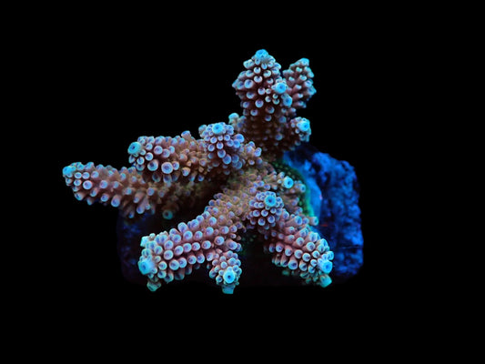 Acropora nasuta (Special)