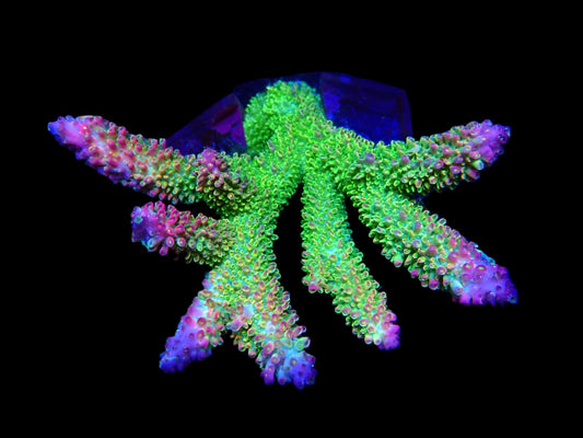 Acropora robusta (Ultra) (Coral Sea) (XL)