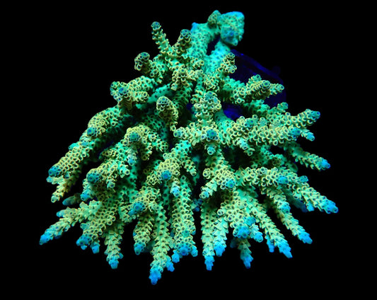 Acropora selago (Premium) (XL)
