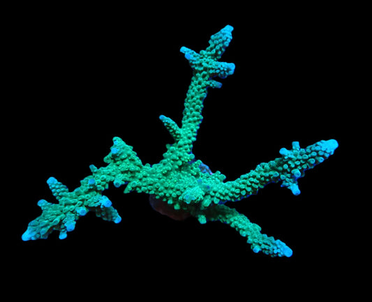 Acropora sp. (Abrolhos Islands)