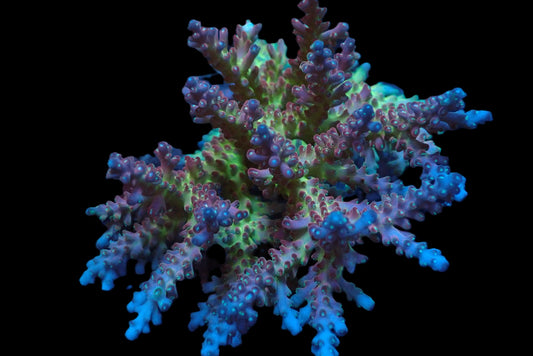 Acropora sp. (Cherry Blossom)