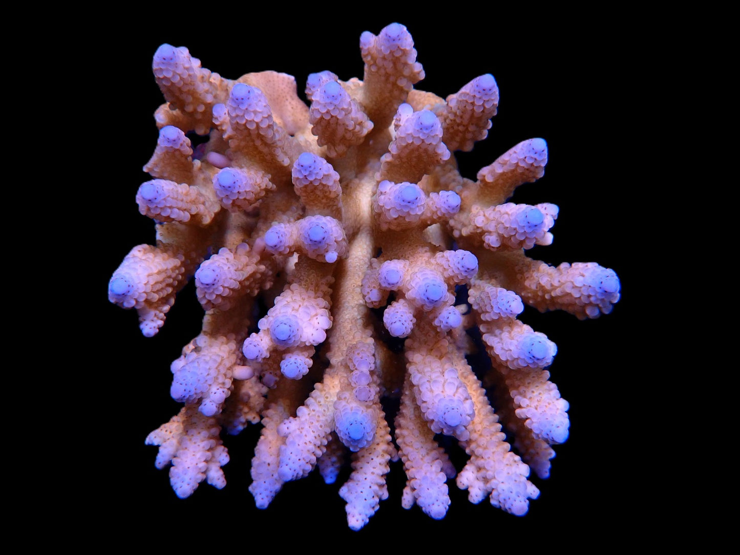 Acropora sp. (Coral Sea) (Ultra) (XL)