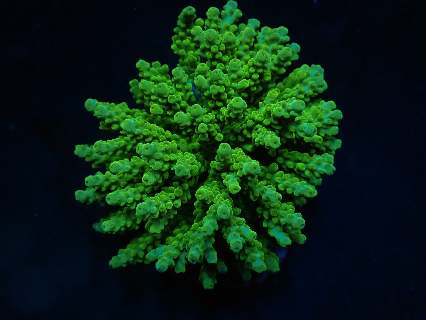 Acropora Ultra Grün (Nachzucht)