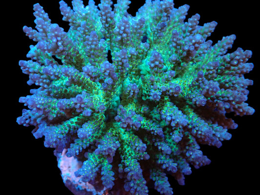 Acropora sp. (Ultra) (XL)