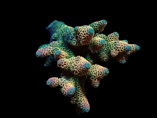 Acropora spathulata (Coral Sea) (Ultra)