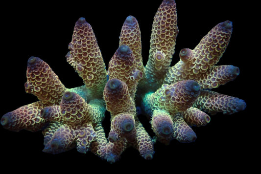 Acropora spathulata (Coral Sea) (Ultra)