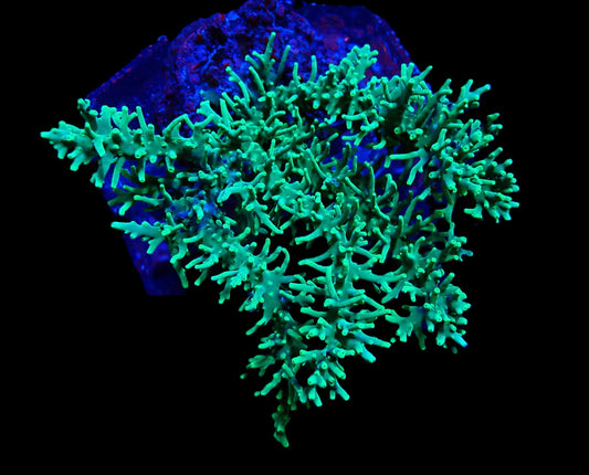 Acropora speciosa (Grün Ultra) (XL)