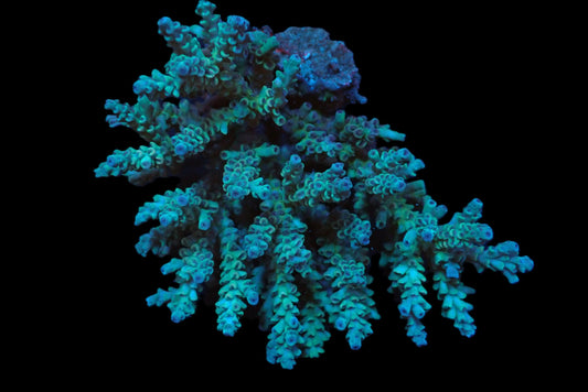 Acropora striata Ultra