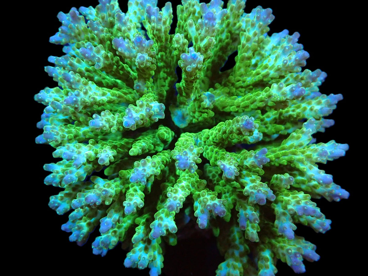 Acropora subulata (Selten) (XL)