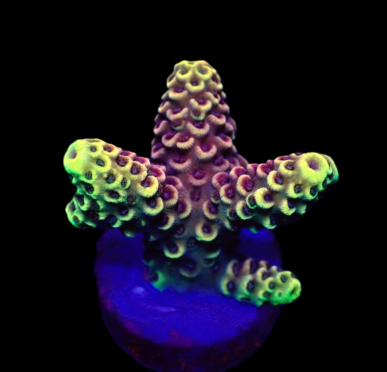 Acropra spathulata (Pink-Grün Tip)