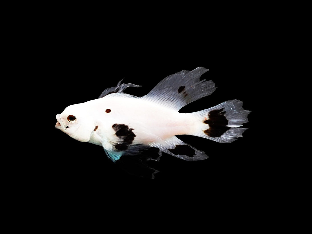Amphiprion ocellaris (Longfin Snow Storm)