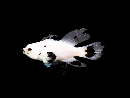 Amphiprion ocellaris (Longfin Snow Storm)