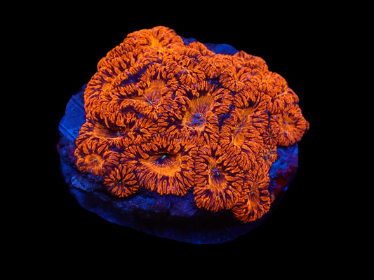 Blastomussa wellsi (Rot Ultra)