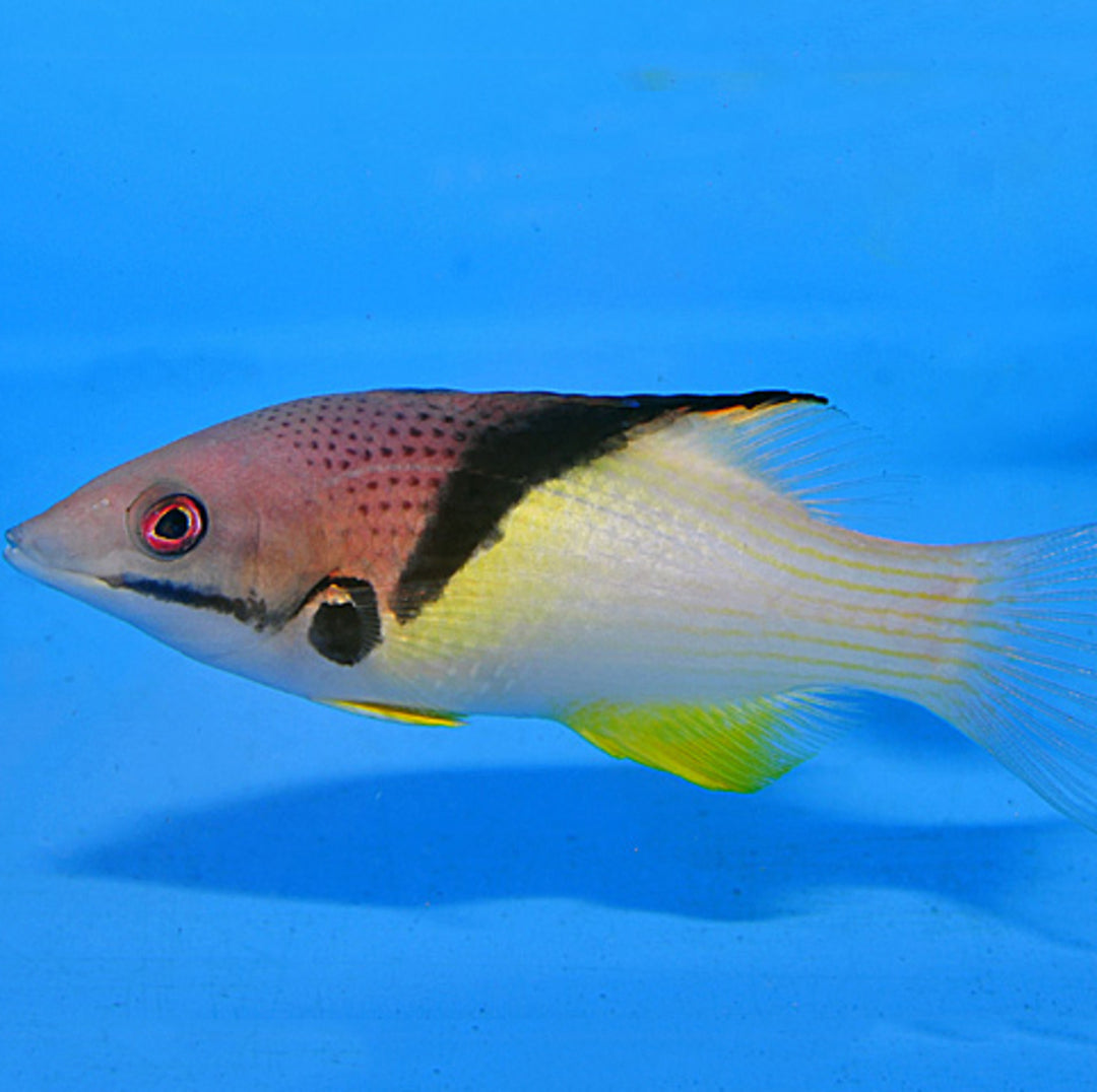 Bodianus mesothorax - Zweifarben Lippfisch