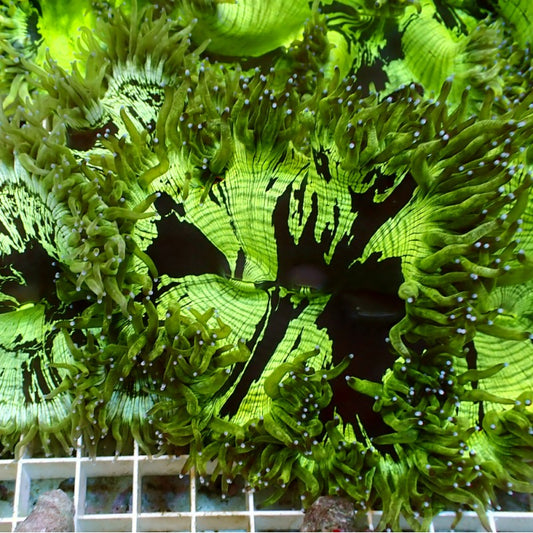 Wunderkoralle - Catalaphyllia Jardinei Toxic Green