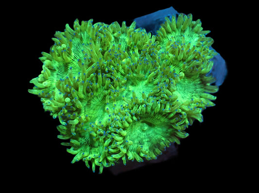 Catalaphyllia jardinei (Blaue Tips) (L) - Wunderkoralle