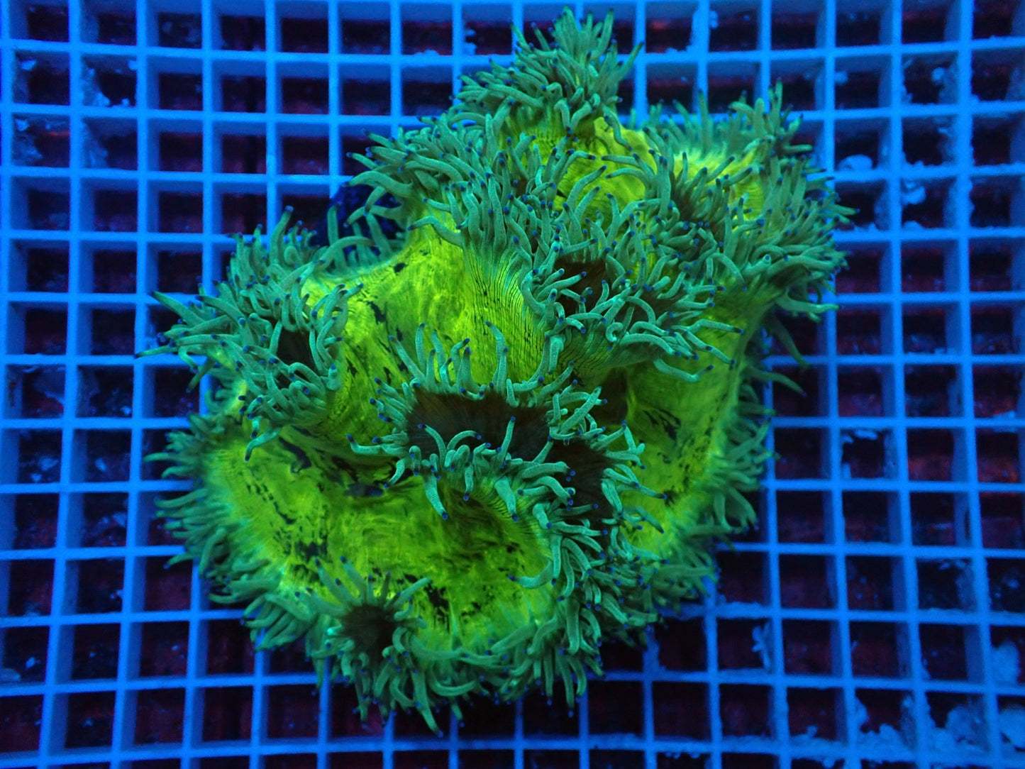 Catalaphyllia jardinei Wunderkoralle (Blaue Tips) (XXL)