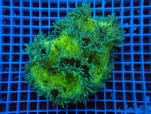 Catalaphyllia jardinei Wunderkoralle (Blaue Tips) (XXL)