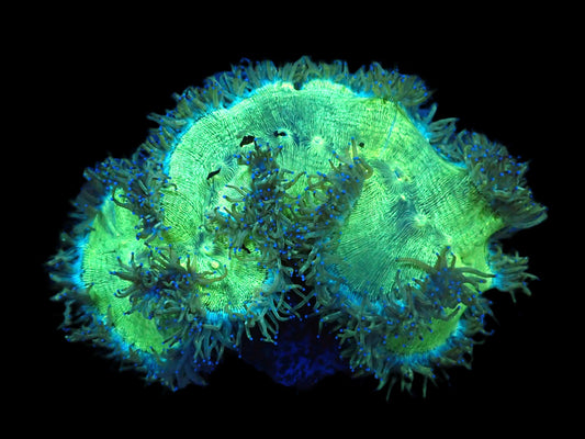 Catalaphyllia jardinei Wunderkoralle (Blaue Tips) (XXXL)