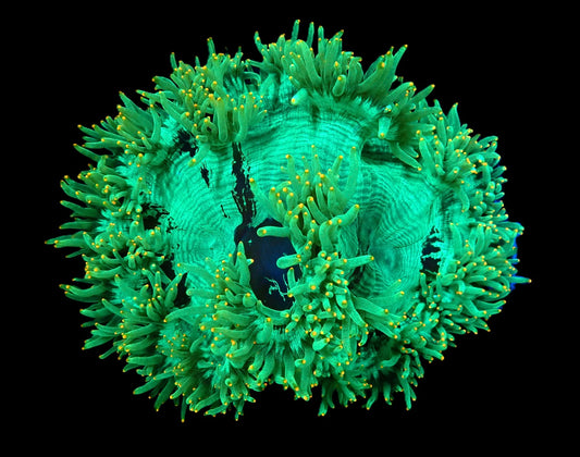 Catalaphyllia jardinei (Orange Tip) (XL) - Wunderkoralle