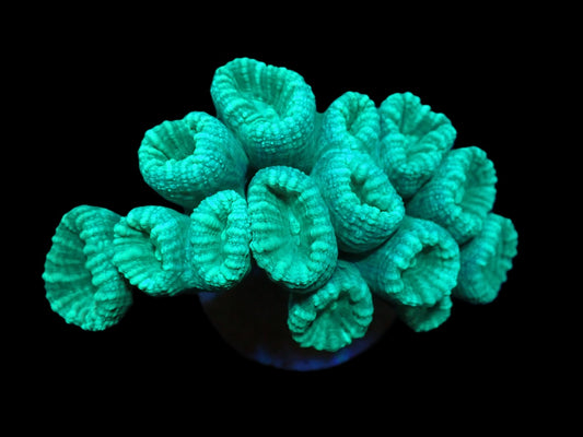 Caulastraea curvata