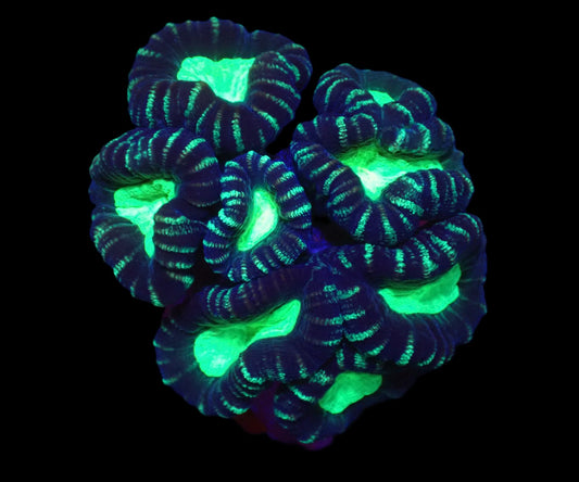 Caulastraea furcata (Star mint Candy Cane)