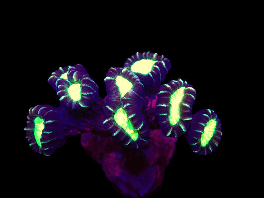 Caulastraea furcata (Star mint Candy Cane)